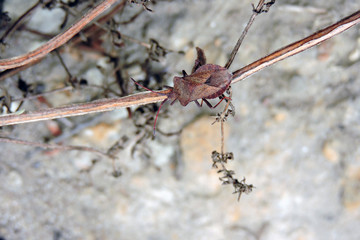 A brown dock bug walking on a dry stalk, blurred background