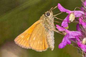 The large skipper (Ochlodes sylvanus) is a butterfly of the family Hesperiidae.