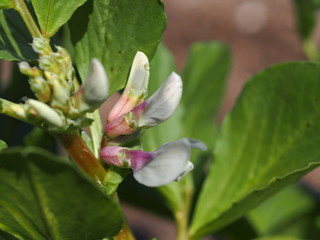 ソラマメの花