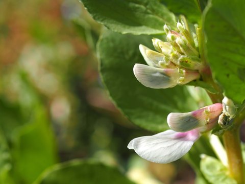 ソラマメの花