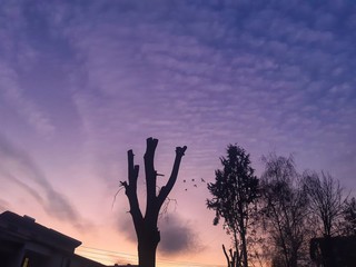 Purple sunset with trees and birds 