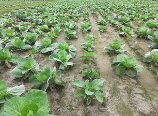 Cabbage plants in the field. Cabbage cultivation in Assam, India. Leafy green vegetable image