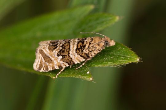 Celypha rivulana is a small moth species of the family Tortricidae.