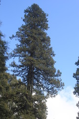 Obraz premium the wallpapers of nainital city