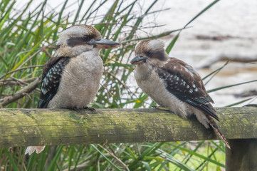 Kookaburras on a fence post