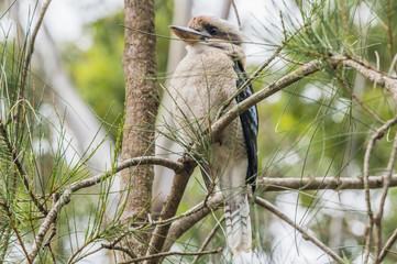 Kookaburra on a tree branch