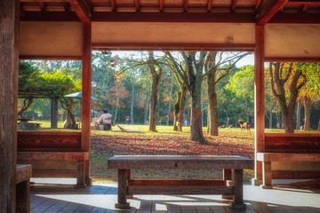 休憩所のベンチから見える奈良公園の秋景色です