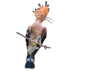 Common Hoopoe on branch on white background. © sunti