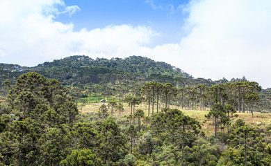 Fototapeta na wymiar Paisagem com floresta de pinheiros