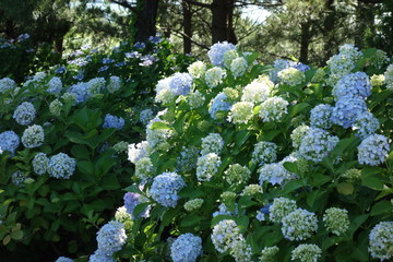 Hydrangea