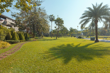 Beautiful meadow in the park in the evening