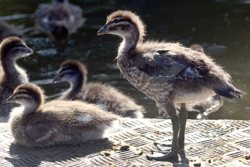 Ducklings in water and edge