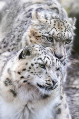 Fototapeta premium Male and female snow leopards, mating pair