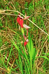 SERAPIAS  LANGUE PARC REGIONAL DE LA BRENNE INDRE INDRE(36) FRANCE