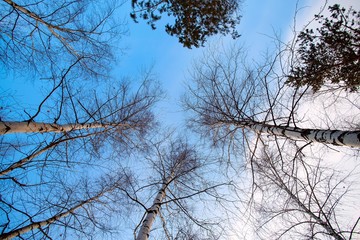 Texture of trees in the forest shot from the bottom up against the blue sky in spring time.