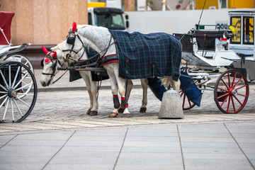 Fototapeta na wymiar horse and carriage, in wien, viena, österrike, Austria