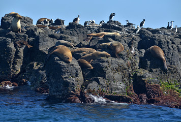 Seal Rocks Victoria Australia