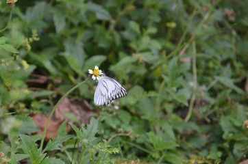 beautiful white butterfly among wild flowers