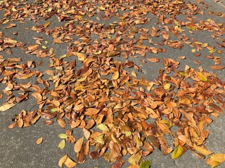 Dry leaves wilted