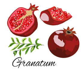 set of fruit pomegranate fruit leaves half stone vector illustration