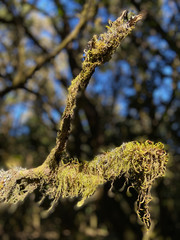 Kanaren La Gomera
