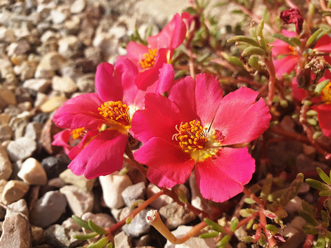 Portulaca Grandiflora Images Browse 2 787 Stock Photos Vectors And Video Adobe Stock