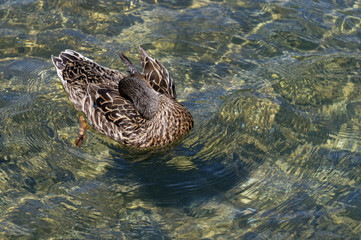 A duck has its head back grooming its feathers while swimming on clear water
