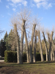 tall trunks of poplars with sawn-off crowns against a blue sky