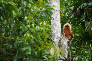 red leaf monkey - Maronenlangur Borneo Sabah