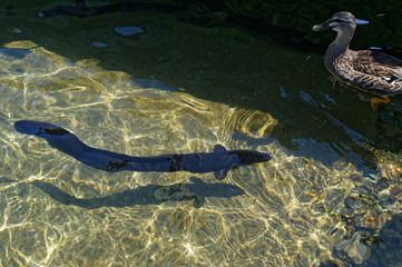 A large long finned eel, endemic to New Zealand, swims near the jetty at Lake Rotoiti