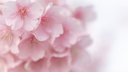 花 河津桜 