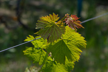 Branch of a tree. Shiny grape leaves closeup in bright sunlight on blurred background with copy space. Fresh young branches of grapevine at vineyard in springtime. Spring beginning of grape growth