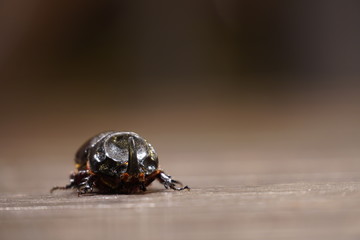 nashornkäfer Borneo Sabah