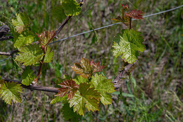 Branch of a tree with leaves. Fresh green branches and leaves of grapevine in vineyard. Young small grape leaf closeup on blurred background. Organic grape growing.