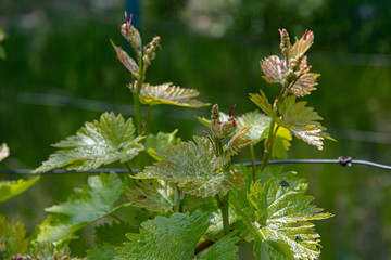Fresh yellow and red sprouts of young green branches of grapevine at vineyard in springtime. Tiny grape leaves closeup on blurred background. Spring beginning of grape growth for organic winery.