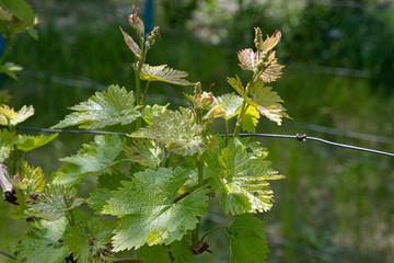 Branch of a tree. Fresh leaves on young green branches of grapevine at vineyard in springtime. Grape leaf closeup on blurred background. Spring beginning of grape growth for organic winery.