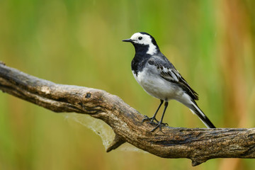 White Wagtail - Motacilla alba, small popular passerine bird from European fileds, meadows and wetlands, Hortobagy National Park, Hungary.