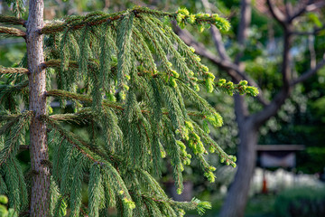 Fototapeta premium Young green twigs of conifer tree branches on blurred background of landscape. Luxuriant fir texture of spruce trees in forest. Evergreen needles textured backdrop. Furtree in forest.