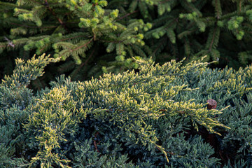 Juniper branches closeup on blurry background of fresh green conifer trees with young twigs. Evergreen thuja fir texture. All green natural backdrop with copy space. Christmas tree textures.