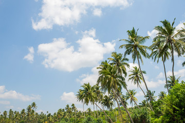 Obraz premium palm leaves against the blue sky on the ocean