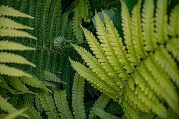 Fern in forest. Curved green fern leaves and branches closeup. Focus to fresh fern sprout on background and blurred foreground. Abstract backdrop of green foliage textures.