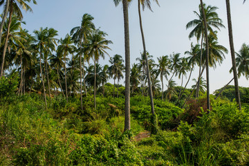 Fototapeta na wymiar palm grove with grass and bushes