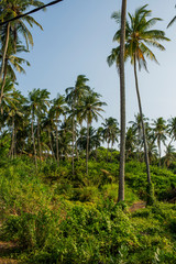 Obraz premium palm grove with grass and bushes