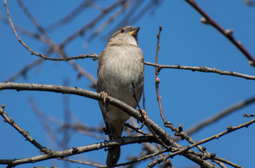 The sparrow sits on the branch warming in the sun. The first days of spring with a beautiful blue sky
