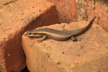 South African Striped Skink