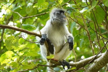 Rare Albino-silver leafe monkey - Silberner Haubenlangur Bako national park
