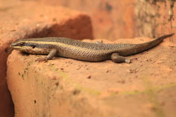 South African Striped Skink