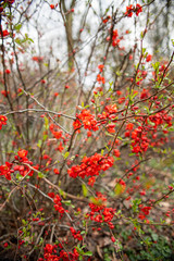 Knospen im Frühling