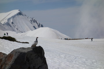 Thunderbird in Tateyama, Toyama, Japan