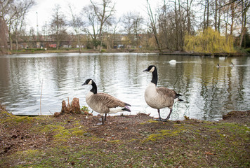 Gänsepärchen im Park